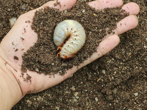 Не увидите их, пока растение не завянет. Как вывести с огорода личинки майского жука