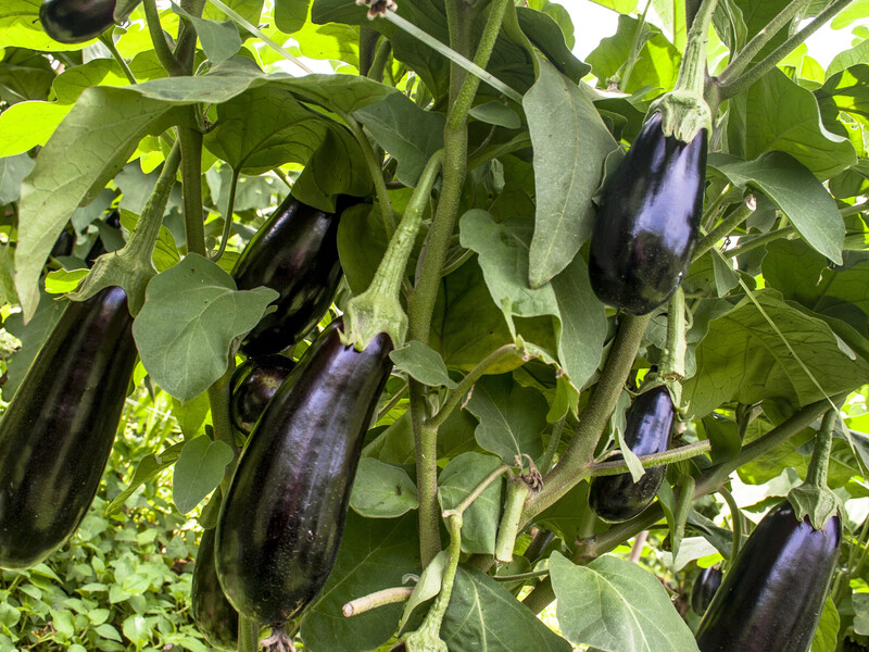 Если листья баклажанов пожелтели, сделайте эту обработку – и спасете урожай. Проверенный способ