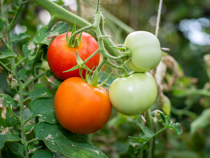 Если на улице жара – обязательно брызгайте этим помидоры, чтобы не погнили. Надежный совет