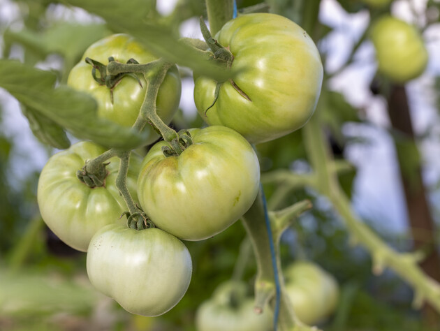 Якщо багато зелених помідорів, просто зробіть це – і вони швидко дозріють. Надійний метод