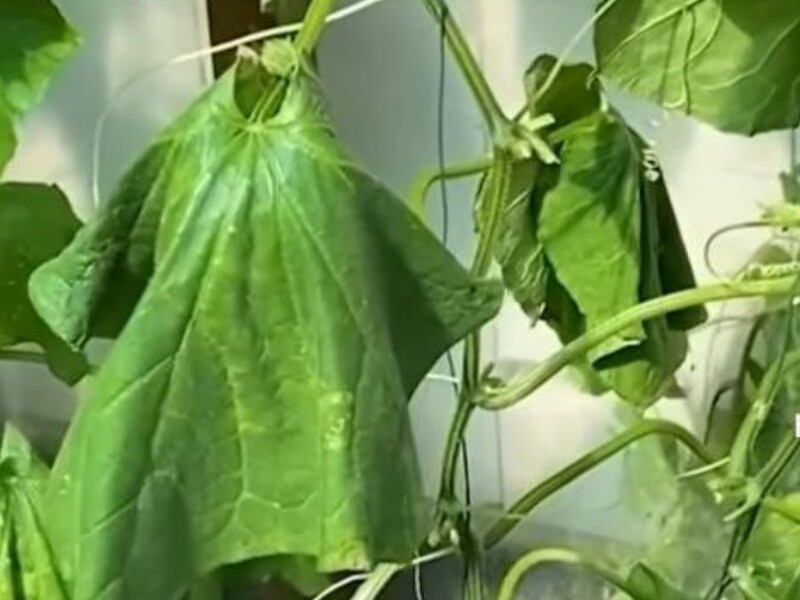 Если листья огурцов увяли – обязательно сделайте это, чтобы не потерять урожай. Проверенный лайфхак