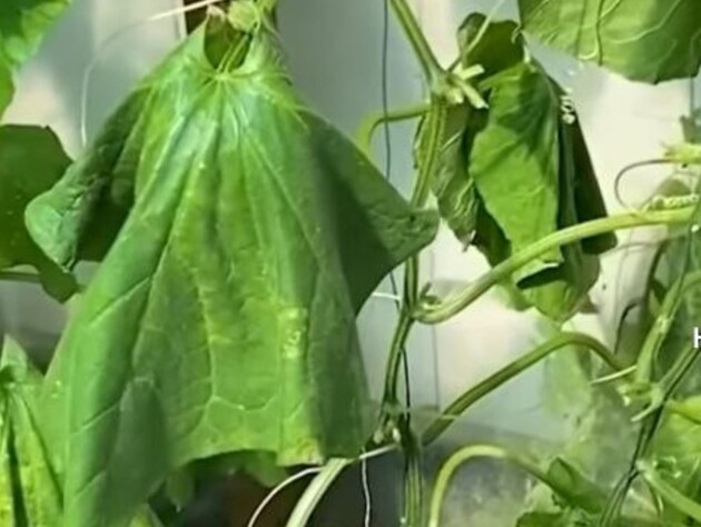 Если листья огурцов увяли – обязательно сделайте это, чтобы не потерять урожай. Проверенный лайфхак