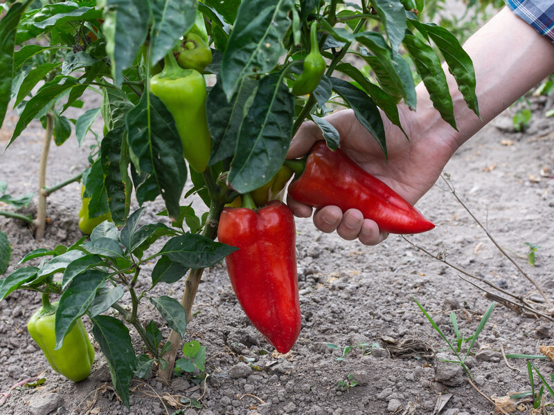 Если хотите получить большой и вкусный перец – сделайте это. Проверенный способ