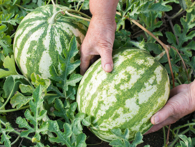 Пять советов, которые помогут выбрать самый вкусный арбуз на рынке или в магазине