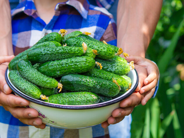Ці огірки не підходять для консервації на зиму. Три поради, які змусять овочі з банки хрумтіти
