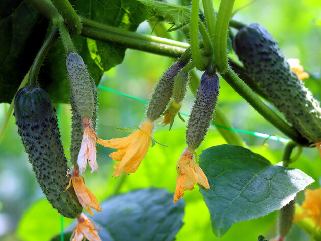Полийте цим огірки – і вони плодоноситимуть до кінця вересня. Перевірений спосіб