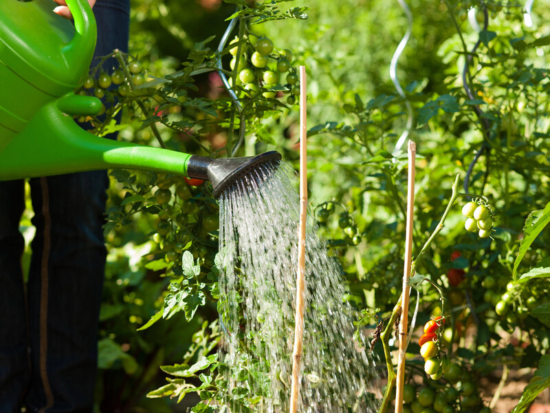 Эти 10 культур успеют до осени дать полноценный урожай – посадите их на пустующей грядке в августе