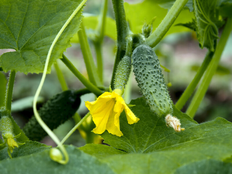 Если завязь огурцов сохнет и опадает – просто воспользуйтесь этим советом. Проверенный лайфхак