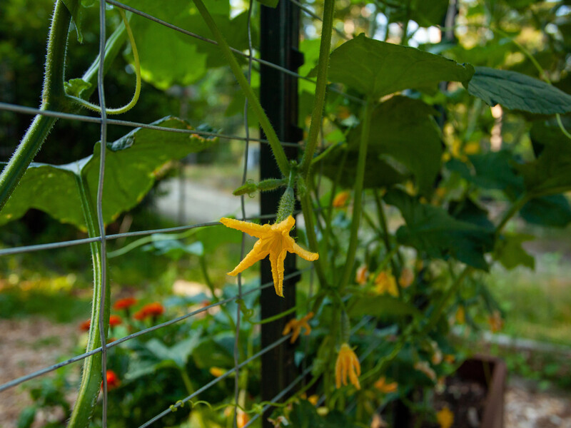 Вечером растворите в воде четыре таблетки этого аптечного препарата – и огурцы начнут активно плодоносить