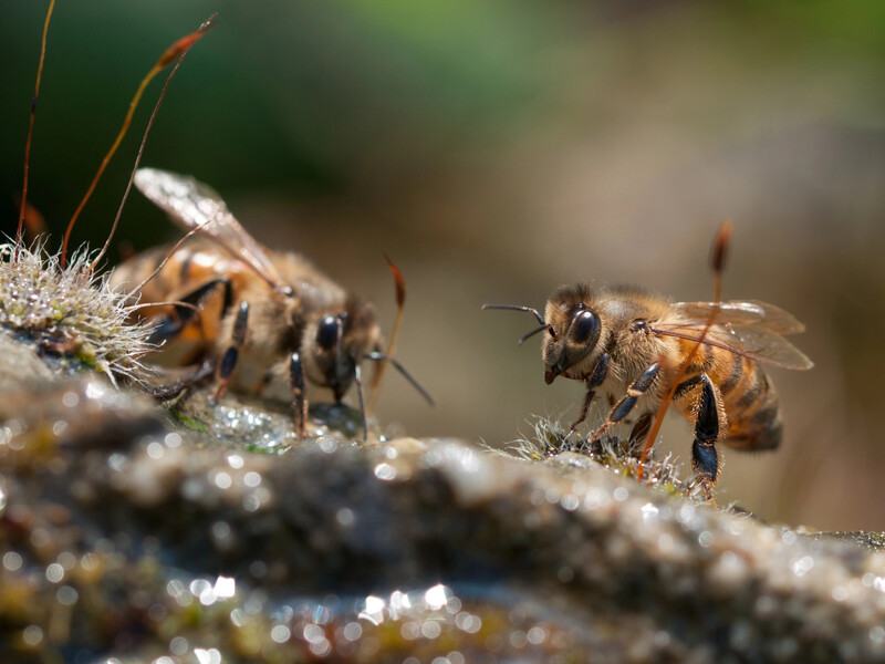 Что делать, если на вашем участке поселились земляные пчелы