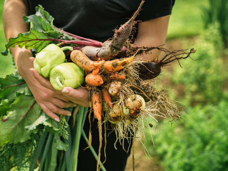 Посадите это после сбора лука – и до морозов будет еще один урожай