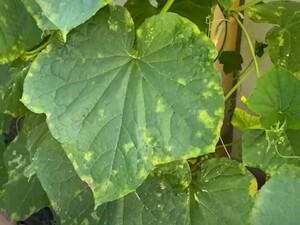 Если заметили пятна на листьях огурца, обработайте этим – и через неделю растения восстановятся