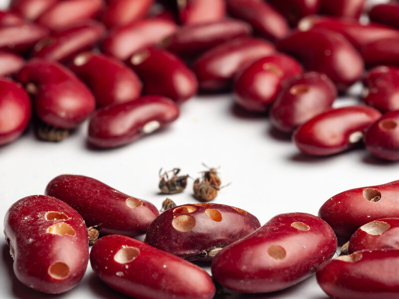 Зерновка может поточить всю фасоль. Защитите бобовые на всех этапах