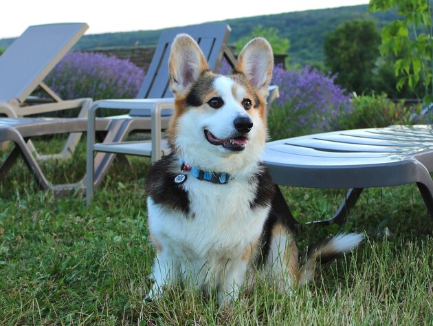 П'ять вагомих причин завести коргі