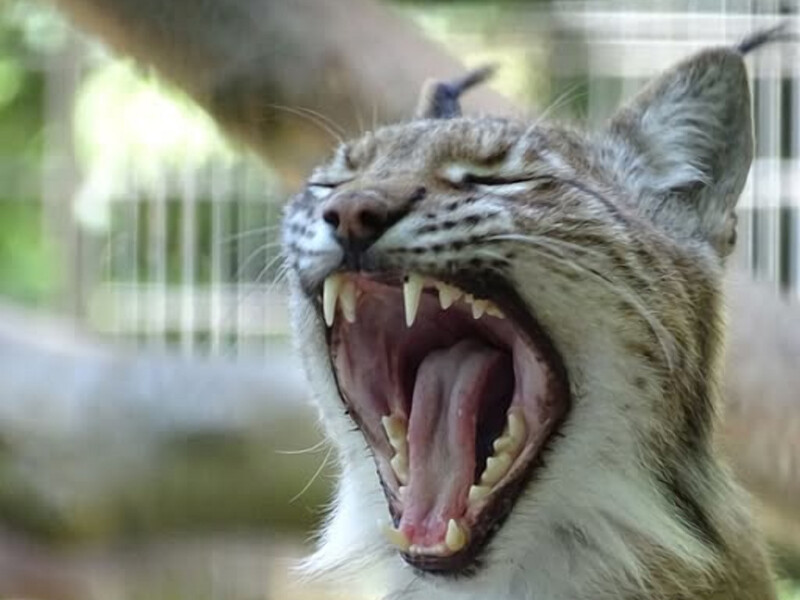 Данський зоопарк запропонував пожертвувати домашніх тварин на корм хижакам