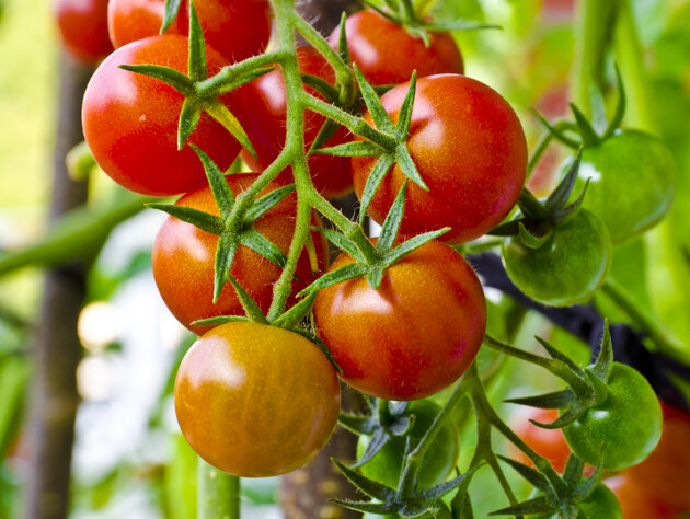 Якщо помідори червоніють – перестаньте це робити, бо втратите врожай. Надійна порада