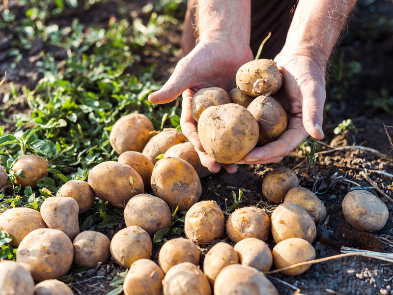 Разбросайте это на огороде сразу после уборки картофеля – и земля через год отблагодарит щедрым урожаем