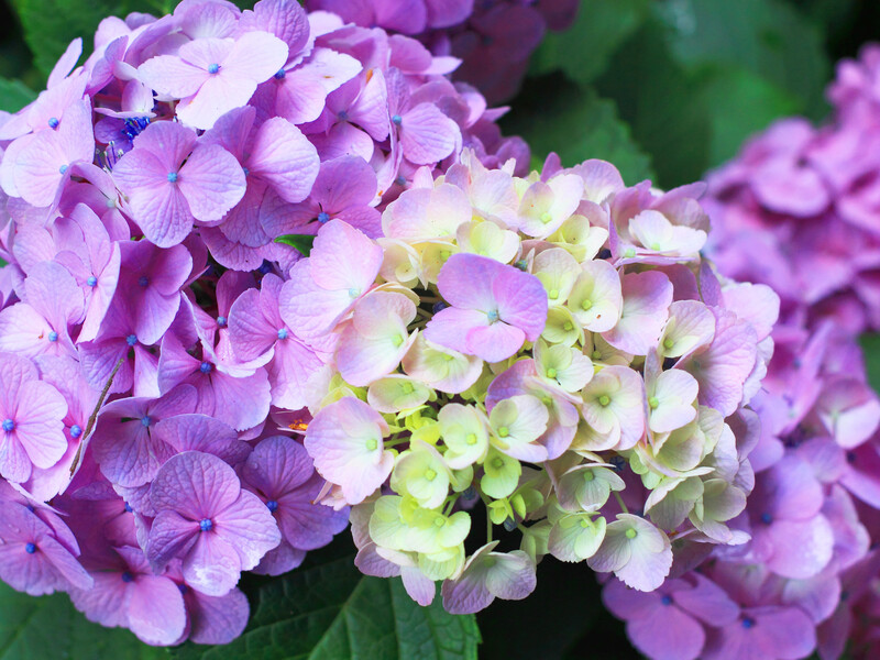 Шесть причин, почему на вашей метельчатой гортензии не появились цветы