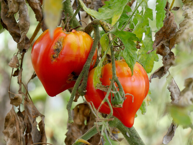 Городники змішують сироватку із цим – і більше не бояться фітофтори