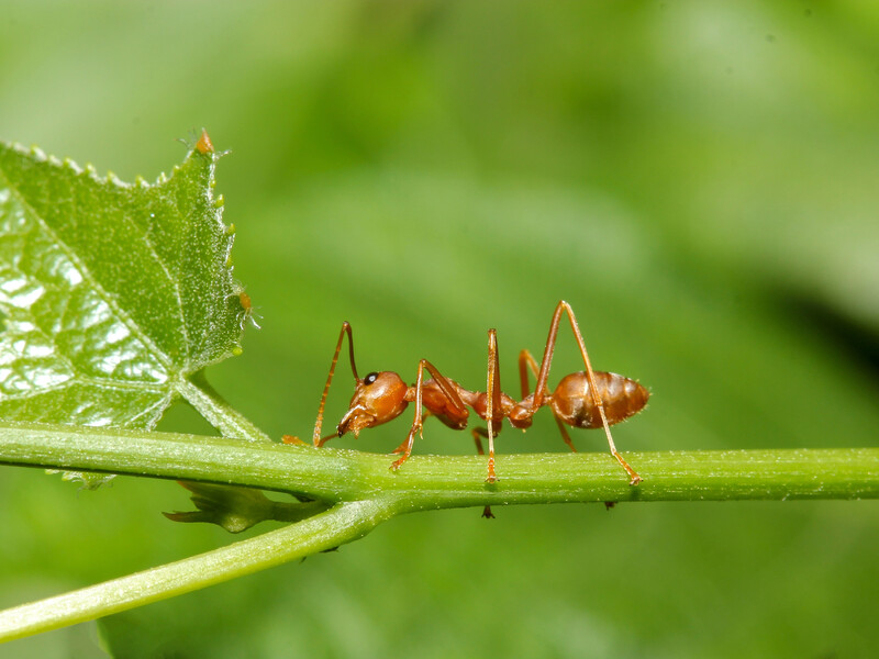 Кипяток, борная кислота или химия. Что лучше действует на муравейники