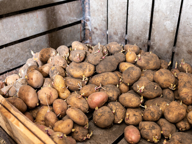 Покладіть ці овочі на картоплю – і вона не гнитиме до весни. Секретний лайфхак досвідчених городників