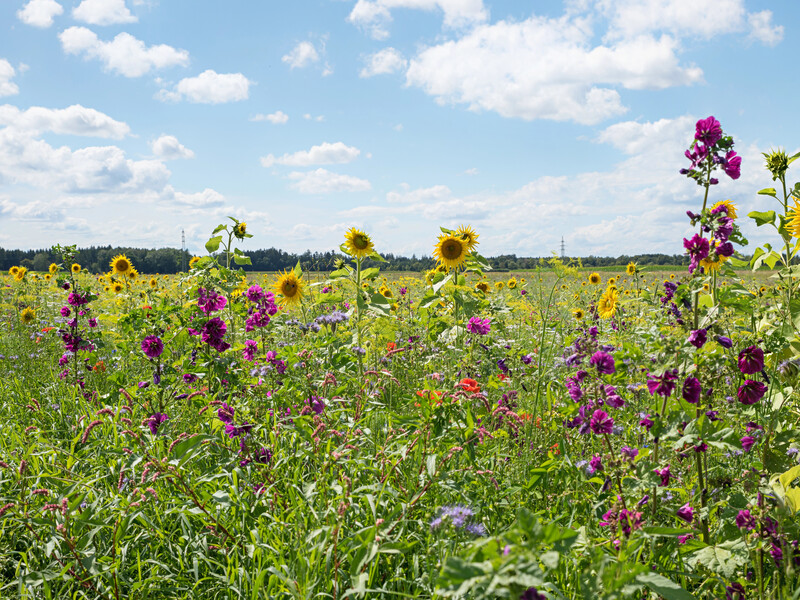 Семь самых лучших сидератов, которые нужно посеять в августе, – быстро растут, уничтожают сорняки и обогащают почву