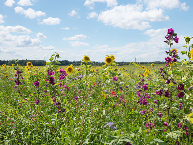 Семь самых лучших сидератов, которые нужно посеять в августе, – быстро растут, уничтожают сорняки и обогащают почву