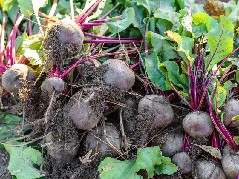 Чтобы свекла долго хранилась и была вкусной – копайте ее тогда, когда увидите это на листьях