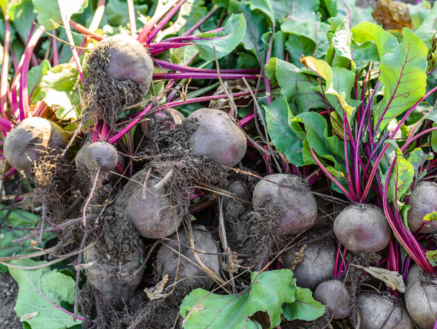 Чтобы свекла долго хранилась и была вкусной – копайте ее тогда, когда увидите это на листьях