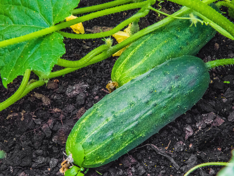 Благодаря этому доступному удобрению огурцы будут плодоносить до конца сентября. Надежный совет