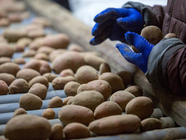 Якщо побачили це на картоплі – негайно викликайте Держпродспоживслужбу. Аграріїв попередили про патоген