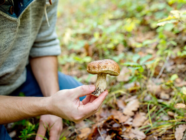 Пять главных симптомов отравления грибами. Если почувствовали это – срочно вызывайте 