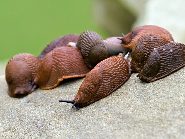 Три наиболее эффективных метода избавиться от слизней в огороде без химии и лишних затрат