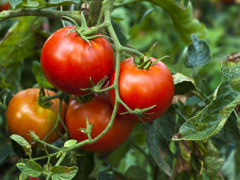 Помидоры в мгновение пойдут в рост и начнут активно плодоносить после этой подкормки. Надежный совет