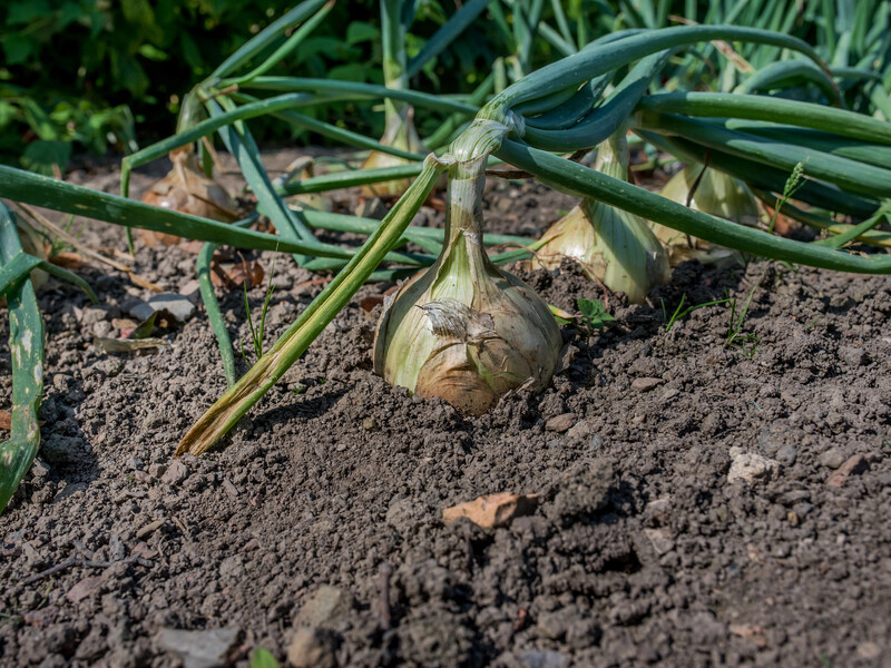 Коли викопаєте цибулю, обов'язково зробіть це – і вона дуже довго зберігатиметься. Проста порада