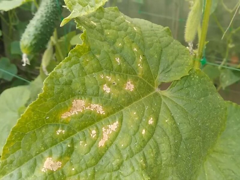 Если заметили пятна на листьях огурца, обработайте этим и получите большой урожай. Проверенный способ