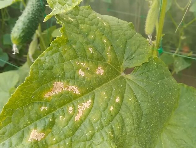 Якщо помітили плями на листі огірка, обробіть цим – і отримаєте великий врожай. Перевірений спосіб