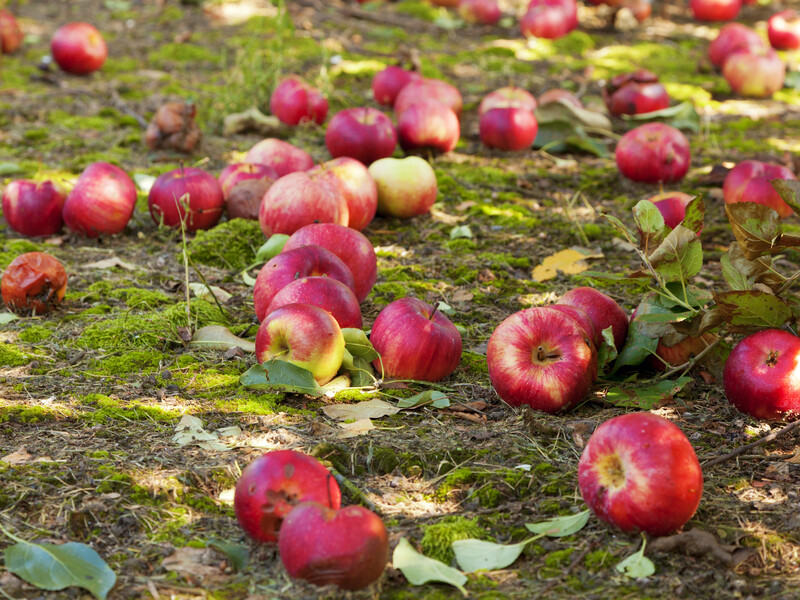 Назвали самые распространенные причины, почему летом опадают яблоки