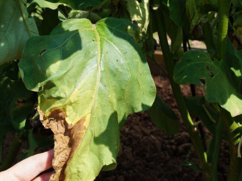 Если листья баклажанов начали увядать, обязательно обработайте этим – и получите большой урожай