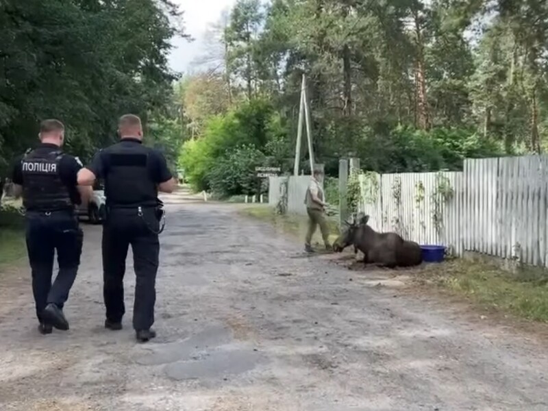В Киеве патрульные наткнулись на обессиленного лося. Что было дальше. Видео