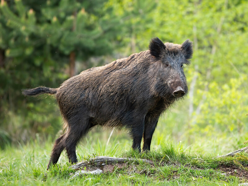 Негайно зробіть це, якщо знайшли в лісі мертвого кабана. Мисливців попередили про небезпеку