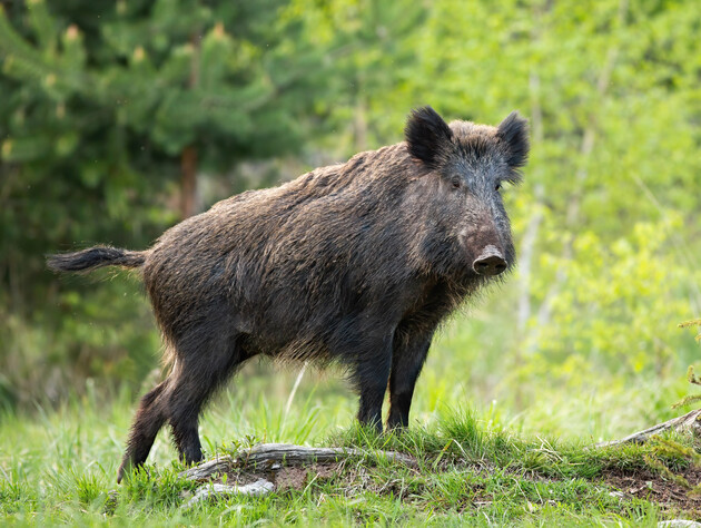 Негайно зробіть це, якщо знайшли в лісі мертвого кабана. Мисливців попередили про небезпеку