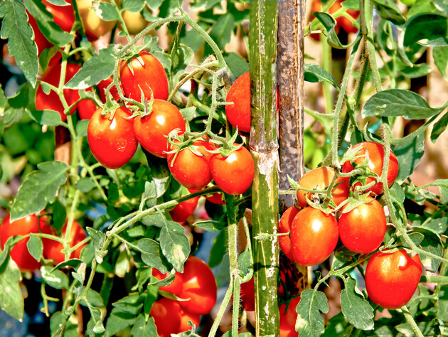 Обов'язково зробіть це в серпні з помідорами – і вони дуже швидко дозріють. Надійна порада