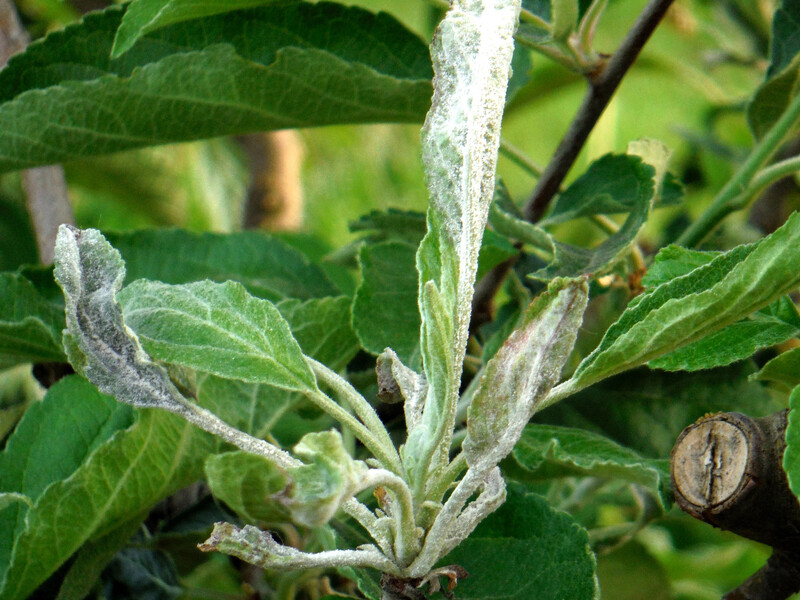 Ці чотири фунгіциди захистять яблуні від борошнистої роси. Побачили білий наліт – негайно дійте