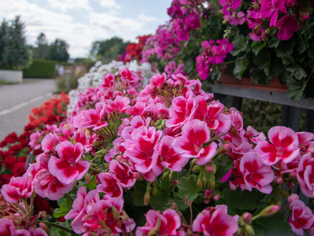 Одну ложку растворите в литре воды – и герань снова обильно зацветет до осени