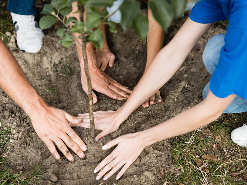 Не можна саджати молоді дерева нижче від цього рівня. Городники пояснили, як знайти ідеальне для заглиблення місце на стовбурі