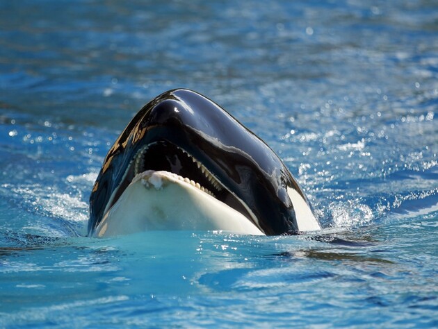 У мережі завірусилося відео про те, як косатка вбила дресирувальницю Джессіку. Але такої людини не існує