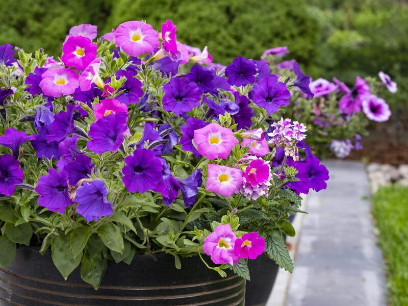 Поливайте цим петунії що 10 днів – і вони активно цвістимуть до пізньої осені. Рецепт підживлення