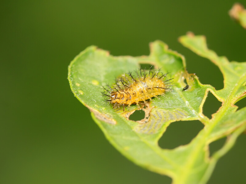 Восемь причин появления дыр на растениях. Кто их 