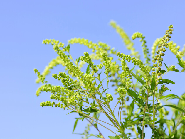 Перехресна реакція: які продукти зі звичного раціону можуть посилити алергію на амброзію